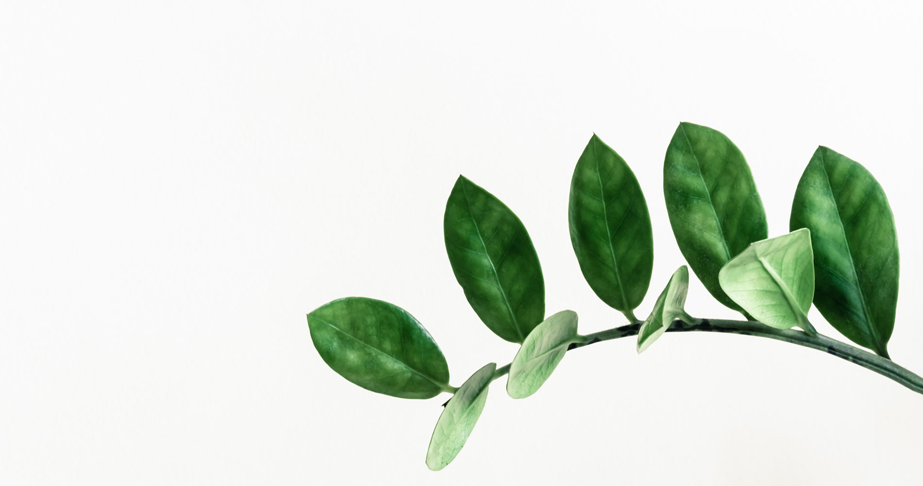 The Plant Paradox, the Playlist Life Story and Wills